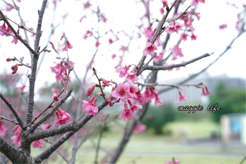 新店陽光運動公園|2025安坑輕軌景點，免費親子景點，櫻花景點，野餐慢跑