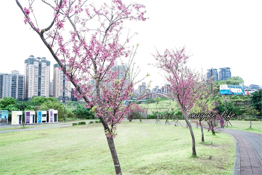 新店陽光運動公園|2025安坑輕軌景點，免費親子景點，櫻花景點，野餐慢跑