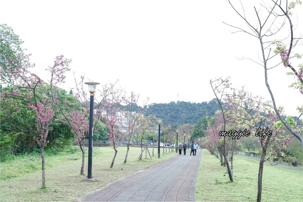 新店陽光運動公園|2025安坑輕軌景點，免費親子景點，櫻花景點，野餐慢跑