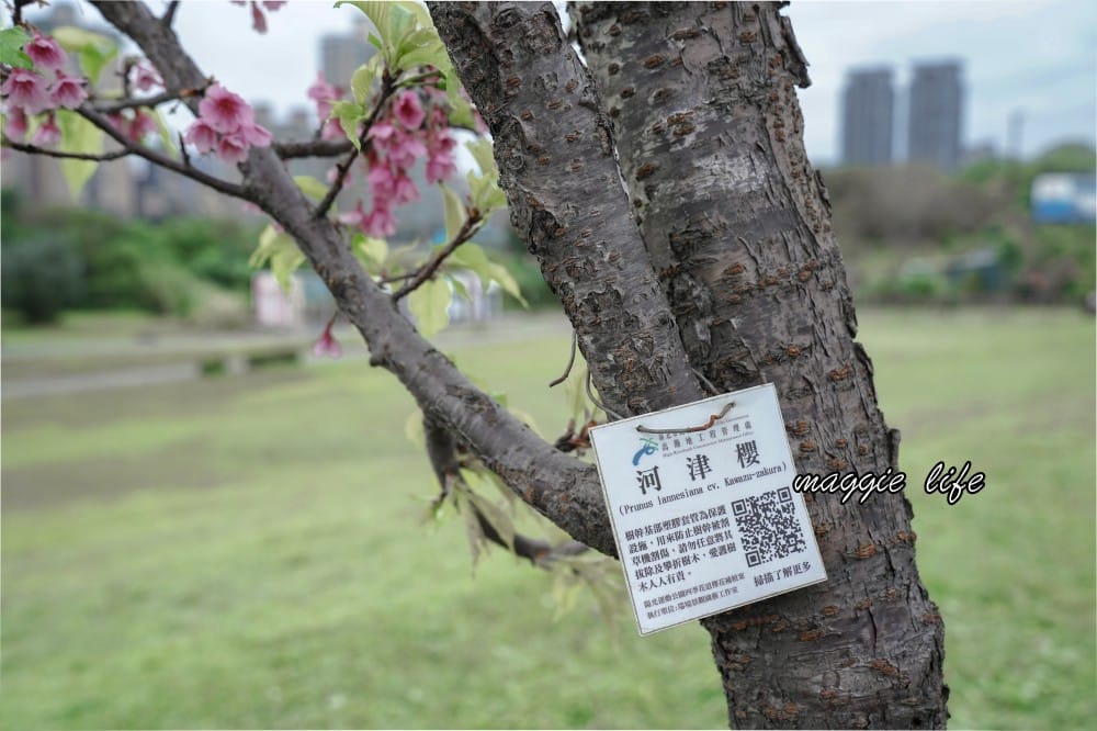新店陽光運動公園|2025安坑輕軌景點，免費親子景點，櫻花景點，野餐慢跑