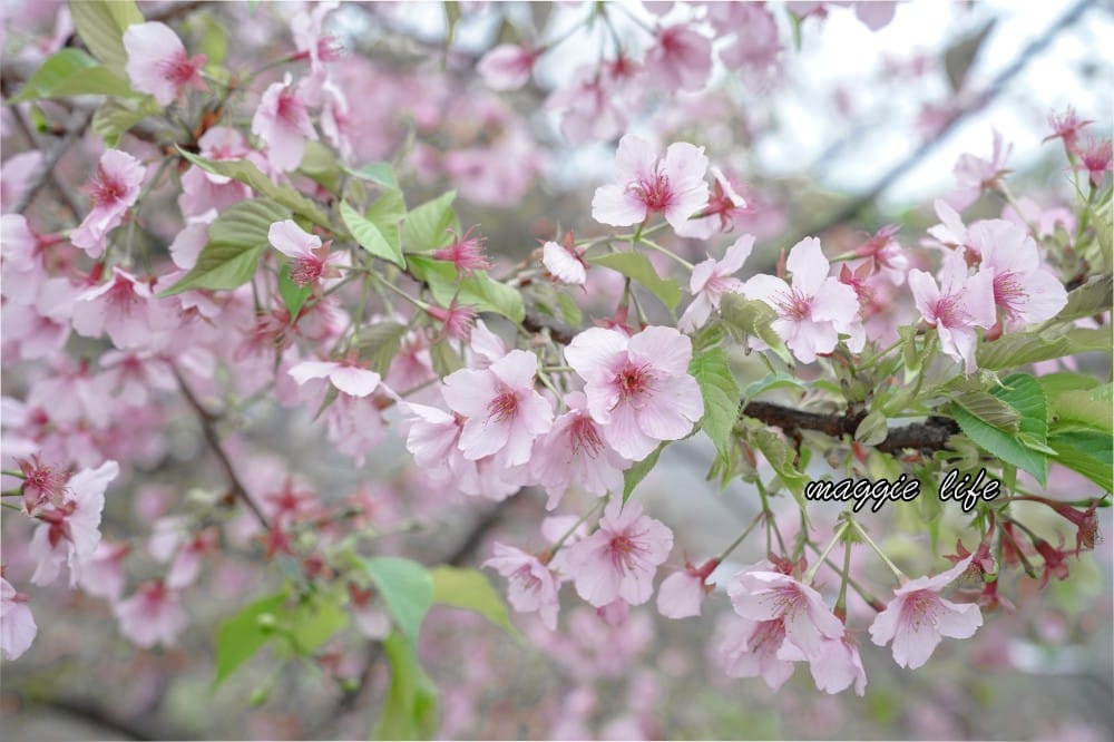 新店陽光運動公園|2025安坑輕軌景點，免費親子景點，櫻花景點，野餐慢跑