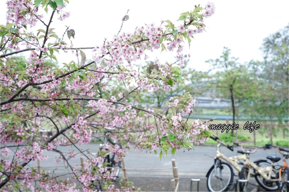 新店陽光運動公園|2025安坑輕軌景點，免費親子景點，櫻花景點，野餐慢跑