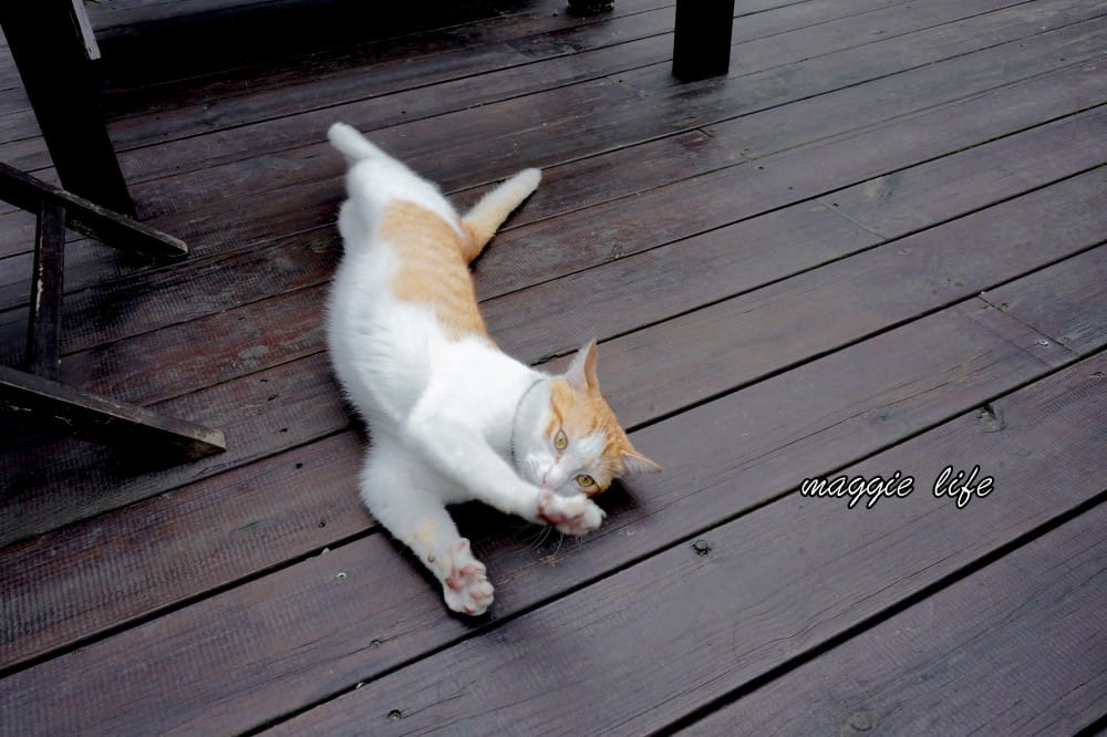 海邊灶咖｜三芝海景第一排咖啡廳，菜單