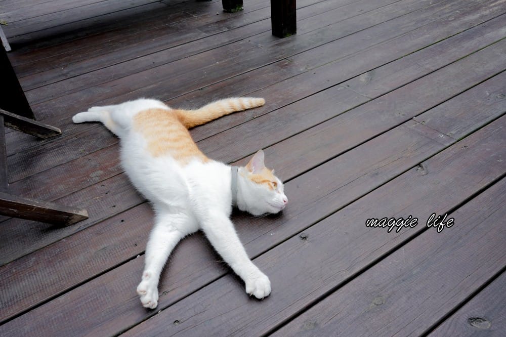 海邊灶咖｜三芝海景第一排咖啡廳，菜單