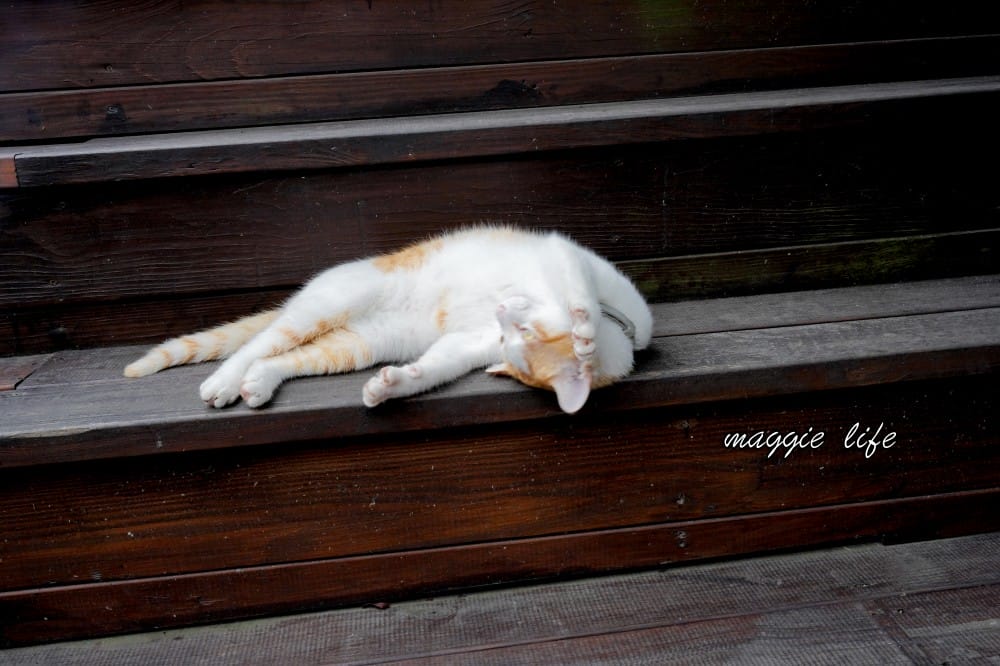 海邊灶咖｜三芝海景第一排咖啡廳，菜單