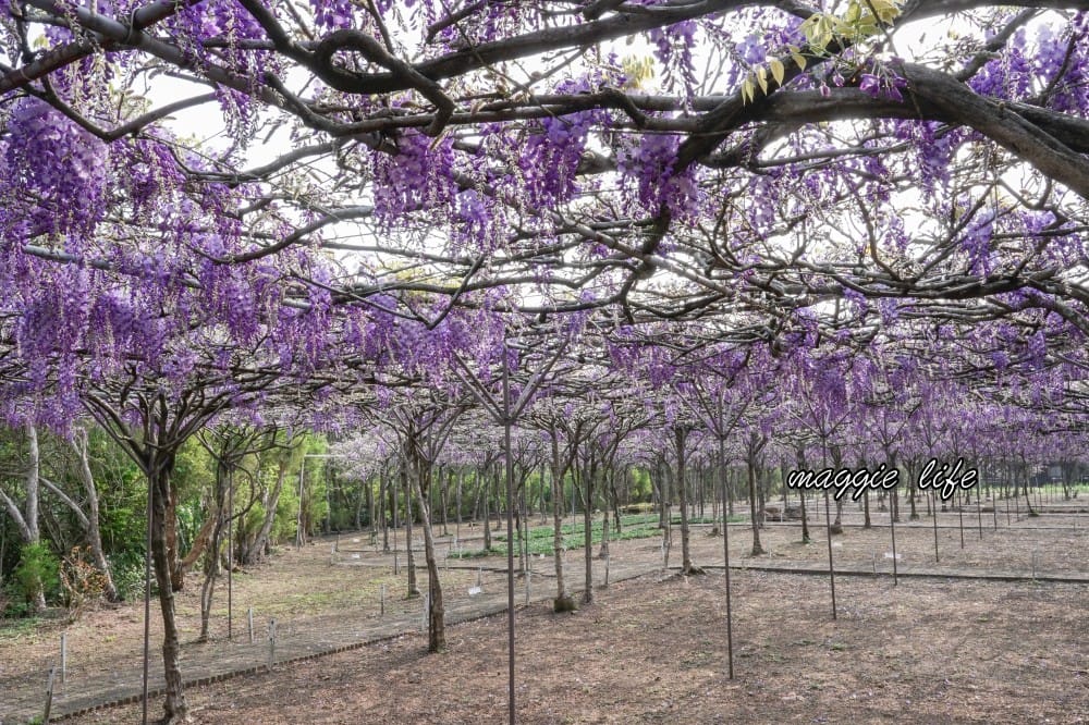 2025全台最大淡水紫藤花咖啡園花開了！紫色花海風暴限時兩週快去拍，交通門票花期時間通通告訴你