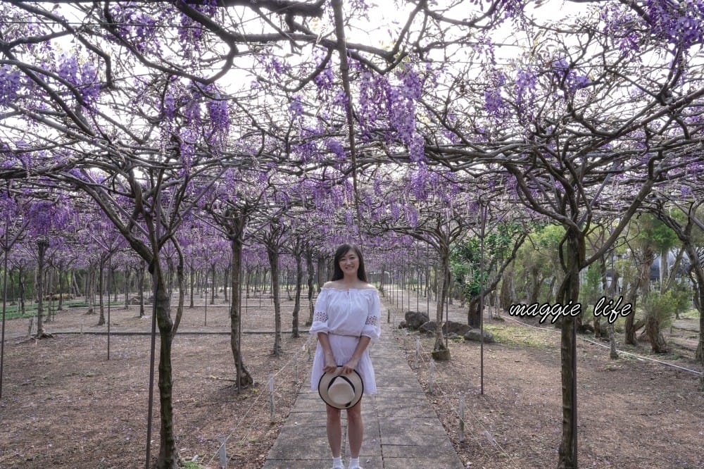 2025全台最大淡水紫藤花咖啡園花開了！紫色花海風暴限時兩週快去拍，交通門票花期時間通通告訴你