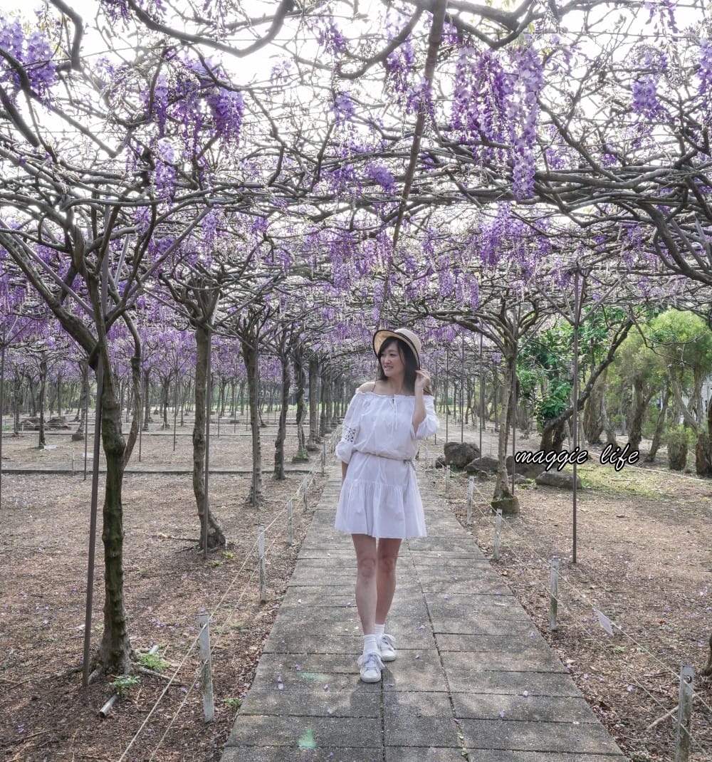 2025全台最大淡水紫藤花咖啡園花開了！紫色花海風暴限時兩週快去拍，交通門票花期時間通通告訴你