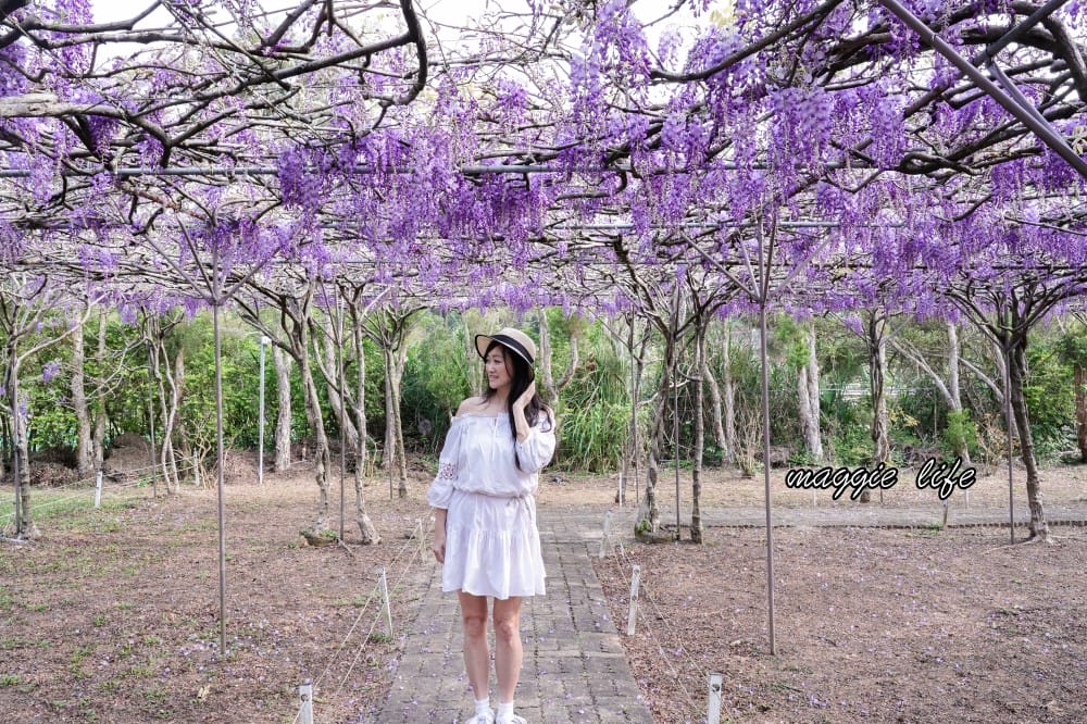 2025全台最大淡水紫藤花咖啡園花開了！紫色花海風暴限時兩週快去拍，交通門票花期時間通通告訴你