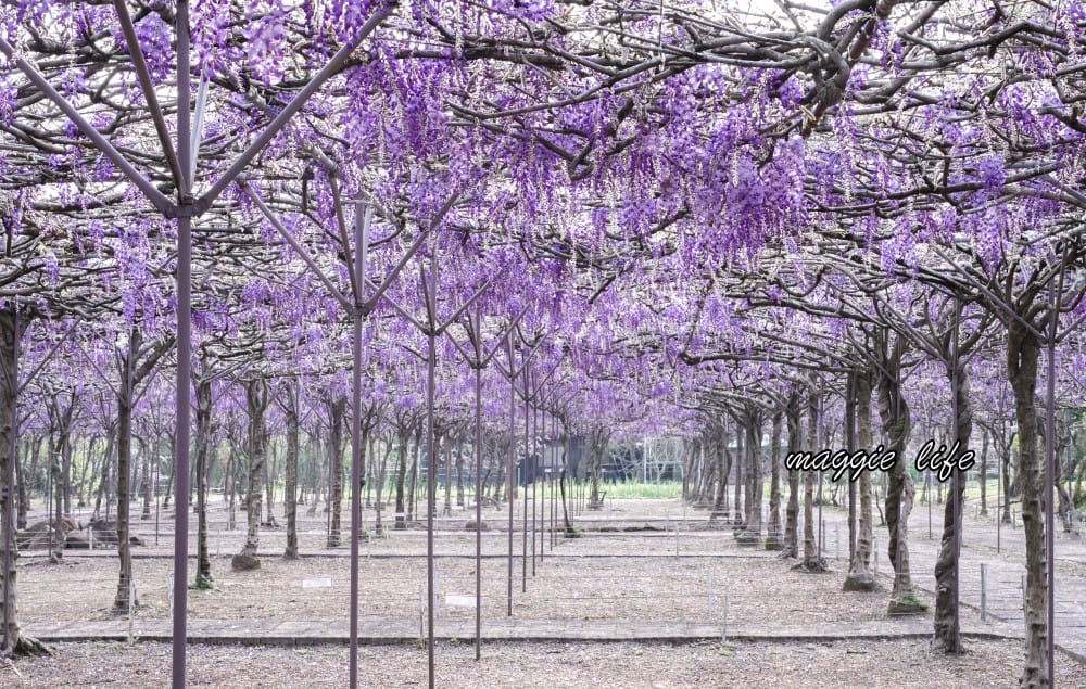 2025全台最大淡水紫藤花咖啡園花開了！紫色花海風暴限時兩週快去拍，交通門票花期時間通通告訴你