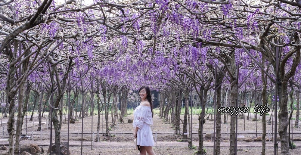 2025全台最大淡水紫藤花咖啡園花開了！紫色花海風暴限時兩週快去拍，交通門票花期時間通通告訴你