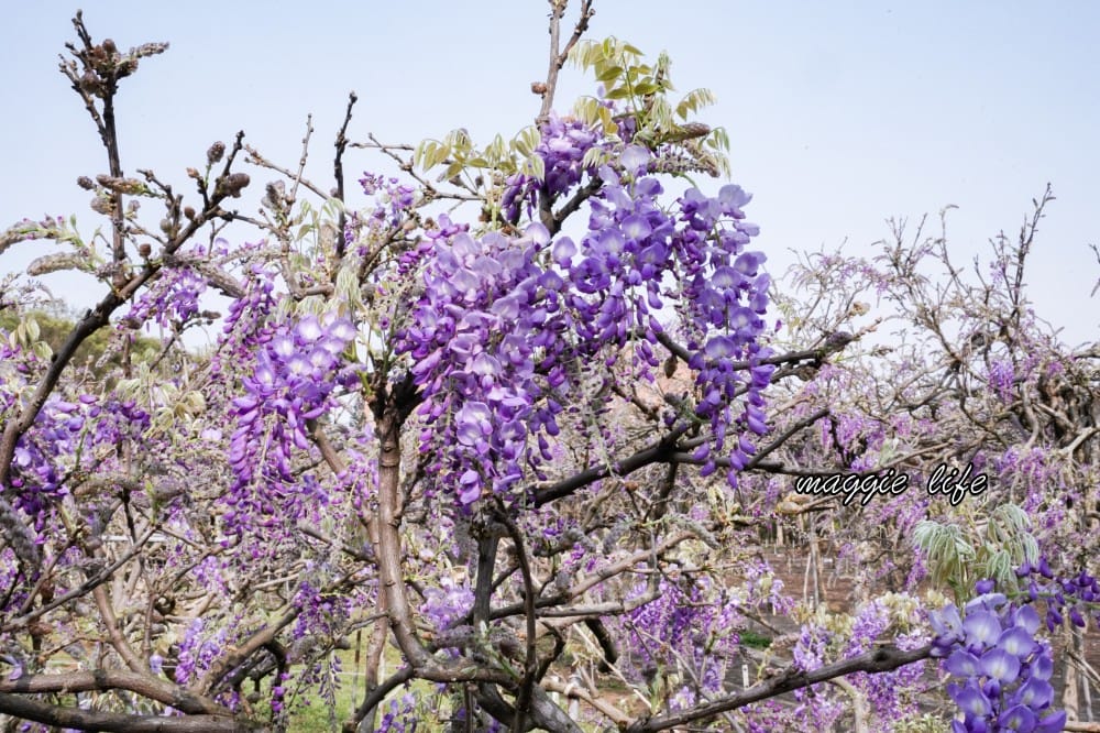 2025全台最大淡水紫藤花咖啡園花開了！紫色花海風暴限時兩週快去拍，交通門票花期時間通通告訴你