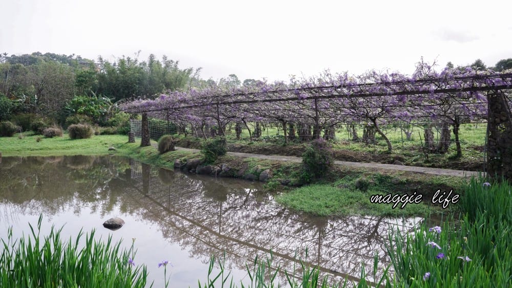 2025全台最大淡水紫藤花咖啡園花開了！紫色花海風暴限時兩週快去拍，交通門票花期時間通通告訴你