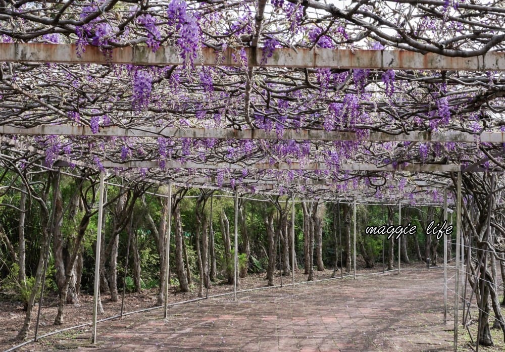 2025全台最大淡水紫藤花咖啡園花開了！紫色花海風暴限時兩週快去拍，交通門票花期時間通通告訴你