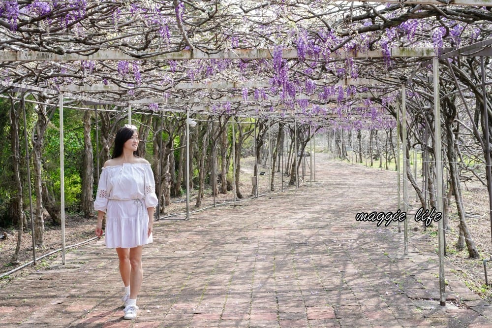 2025全台最大淡水紫藤花咖啡園花開了！紫色花海風暴限時兩週快去拍，交通門票花期時間通通告訴你