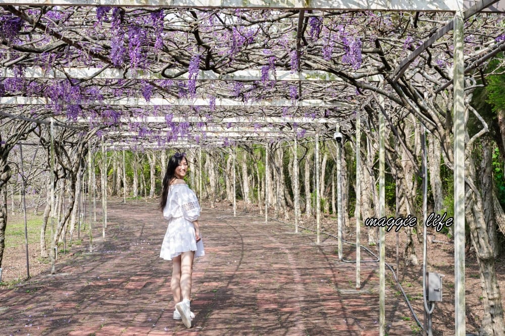 2025全台最大淡水紫藤花咖啡園花開了！紫色花海風暴限時兩週快去拍，交通門票花期時間通通告訴你