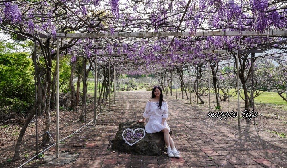 2025全台最大淡水紫藤花咖啡園花開了！紫色花海風暴限時兩週快去拍，交通門票花期時間通通告訴你