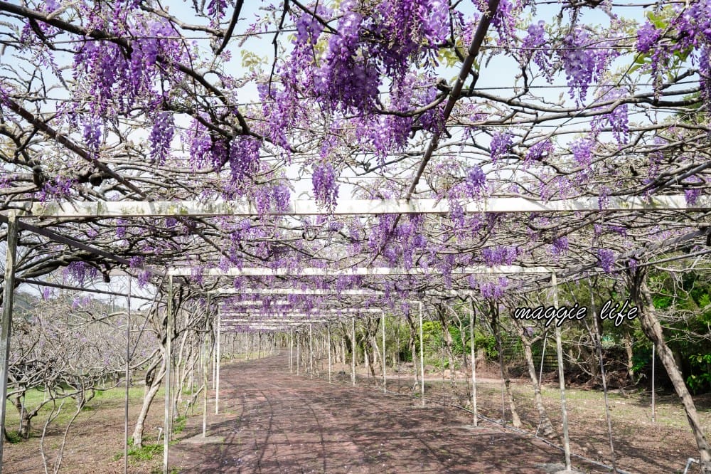 2025全台最大淡水紫藤花咖啡園花開了！紫色花海風暴限時兩週快去拍，交通門票花期時間通通告訴你