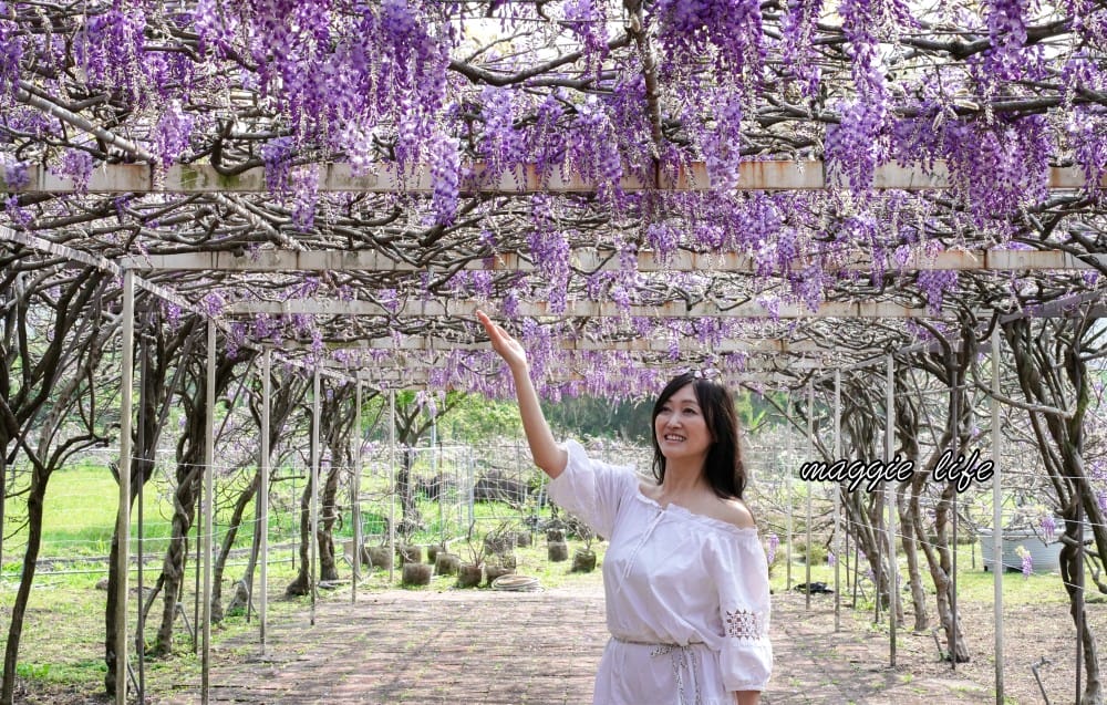 2025全台最大淡水紫藤花咖啡園花開了！紫色花海風暴限時兩週快去拍，交通門票花期時間通通告訴你