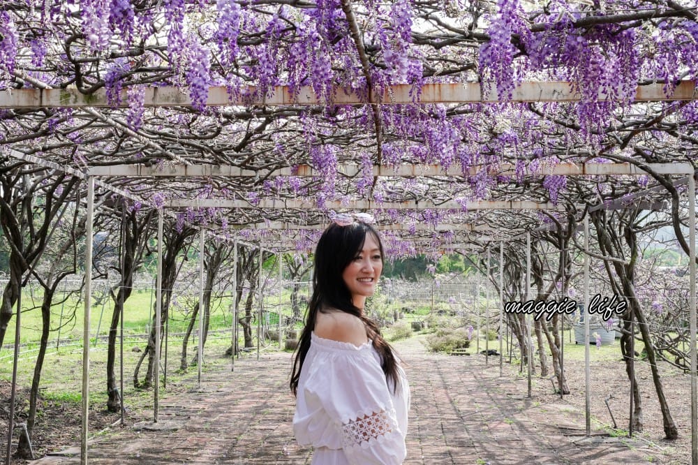 2025全台最大淡水紫藤花咖啡園花開了！紫色花海風暴限時兩週快去拍，交通門票花期時間通通告訴你