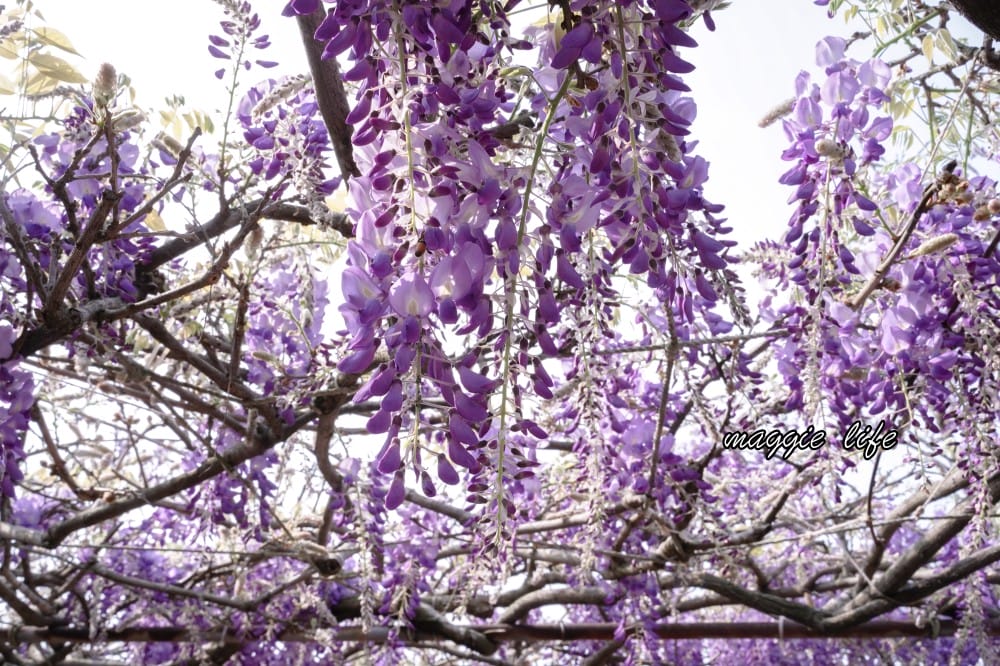 2025全台最大淡水紫藤花咖啡園花開了！紫色花海風暴限時兩週快去拍，交通門票花期時間通通告訴你