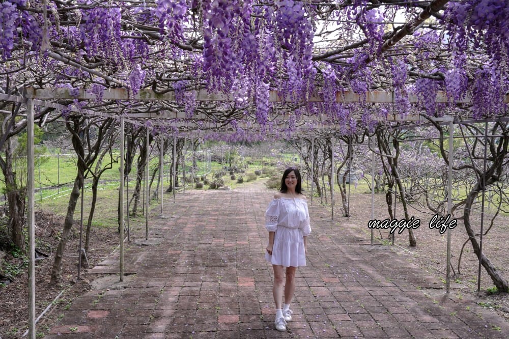 2025全台最大淡水紫藤花咖啡園花開了！紫色花海風暴限時兩週快去拍，交通門票花期時間通通告訴你