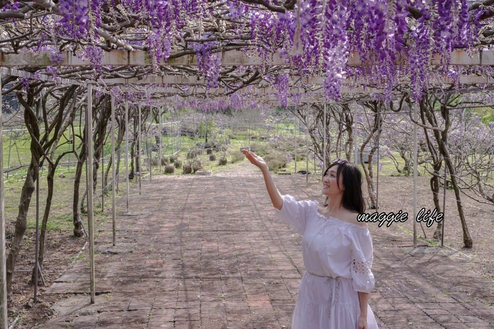 2025全台最大淡水紫藤花咖啡園花開了！紫色花海風暴限時兩週快去拍，交通門票花期時間通通告訴你