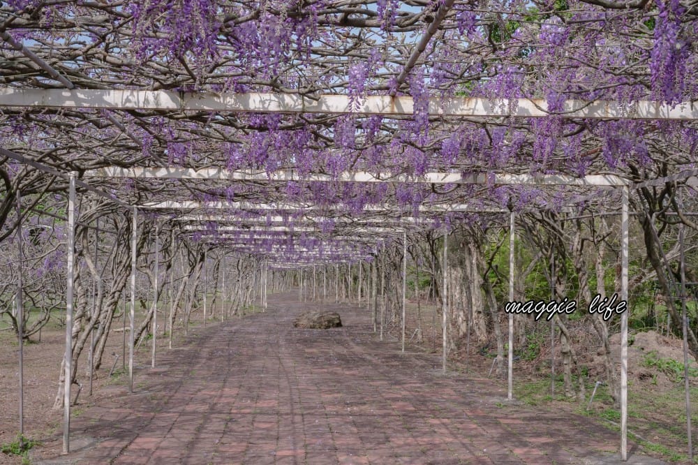 2025全台最大淡水紫藤花咖啡園花開了！紫色花海風暴限時兩週快去拍，交通門票花期時間通通告訴你