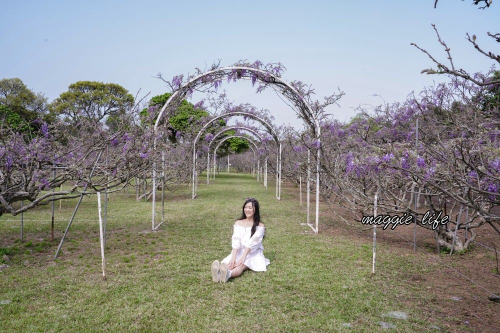 2025全台最大淡水紫藤花咖啡園花開了！紫色花海風暴限時兩週快去拍，交通門票花期時間通通告訴你