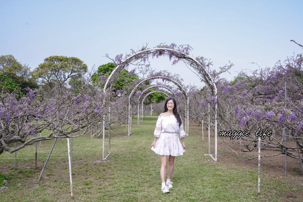 2025全台最大淡水紫藤花咖啡園花開了！紫色花海風暴限時兩週快去拍，交通門票花期時間通通告訴你