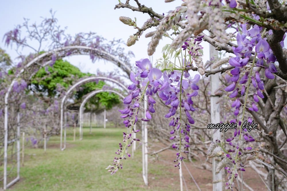 2025全台最大淡水紫藤花咖啡園花開了！紫色花海風暴限時兩週快去拍，交通門票花期時間通通告訴你