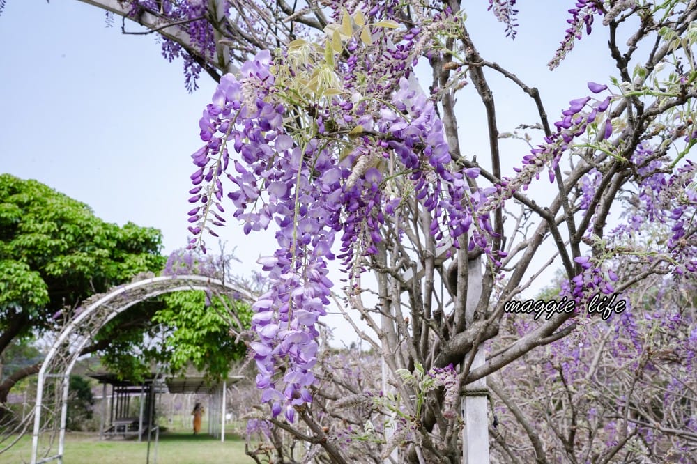 2025全台最大淡水紫藤花咖啡園花開了！紫色花海風暴限時兩週快去拍，交通門票花期時間通通告訴你