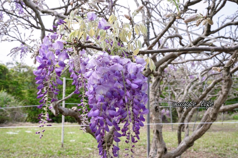 2025全台最大淡水紫藤花咖啡園花開了！紫色花海風暴限時兩週快去拍，交通門票花期時間通通告訴你