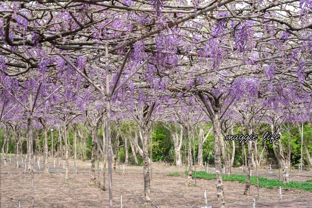 2025全台最大淡水紫藤花咖啡園花開了！紫色花海風暴限時兩週快去拍，交通門票花期時間通通告訴你