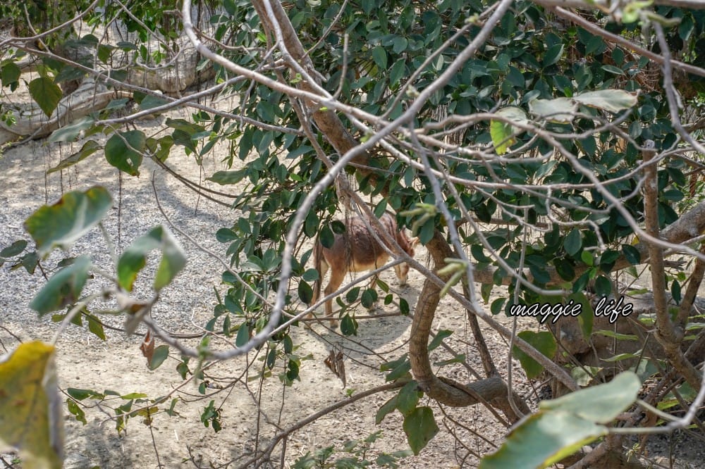 高雄壽山動物園，門票交通，開放時間，導覽地圖，必看動物，南部最大動物園