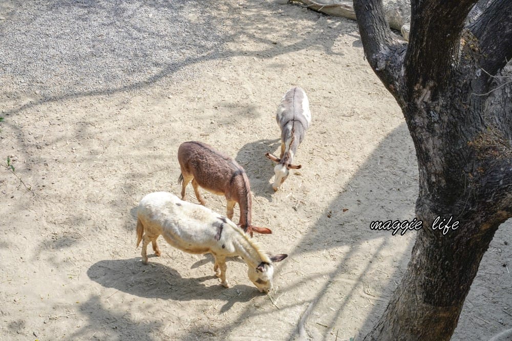 高雄壽山動物園，門票交通，開放時間，導覽地圖，必看動物，南部最大動物園