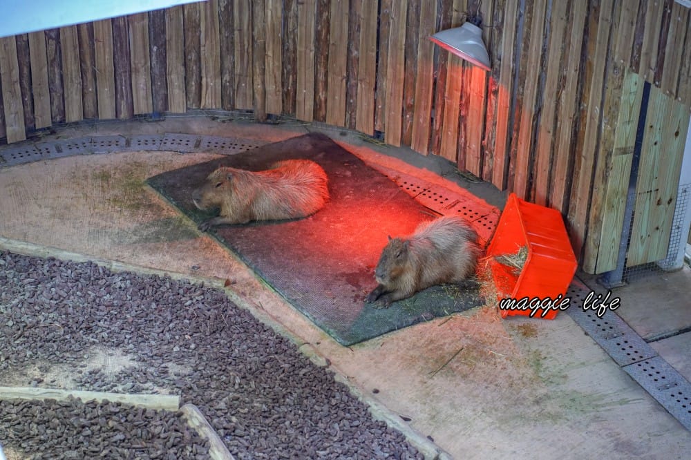 高雄壽山動物園，門票交通，開放時間，導覽地圖，必看動物，南部最大動物園