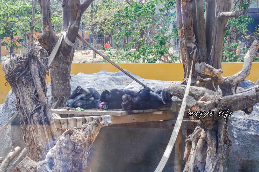高雄壽山動物園，門票交通，開放時間，導覽地圖，必看動物，南部最大動物園