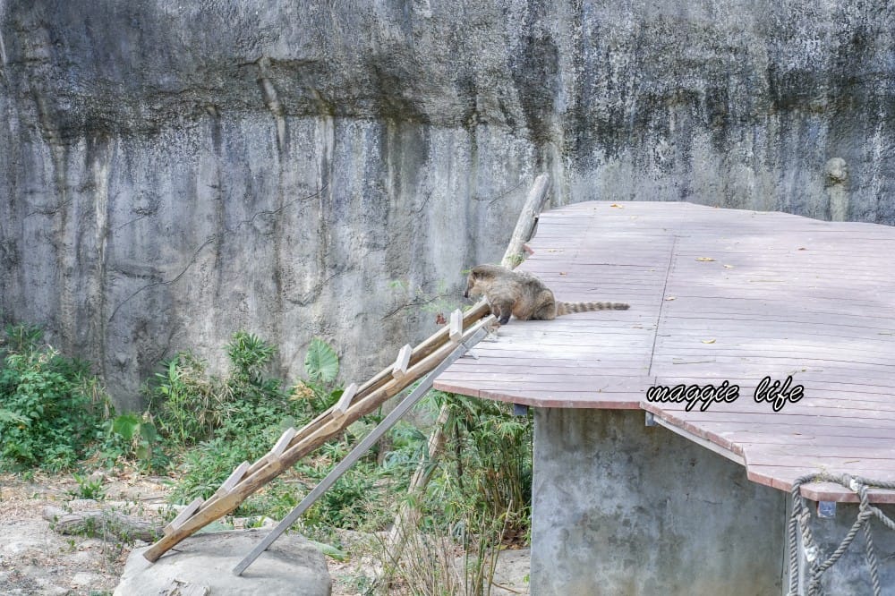 高雄壽山動物園，門票交通，開放時間，導覽地圖，必看動物，南部最大動物園