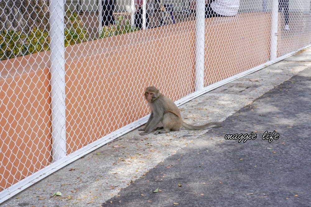 高雄壽山動物園，門票交通，開放時間，導覽地圖，必看動物，南部最大動物園