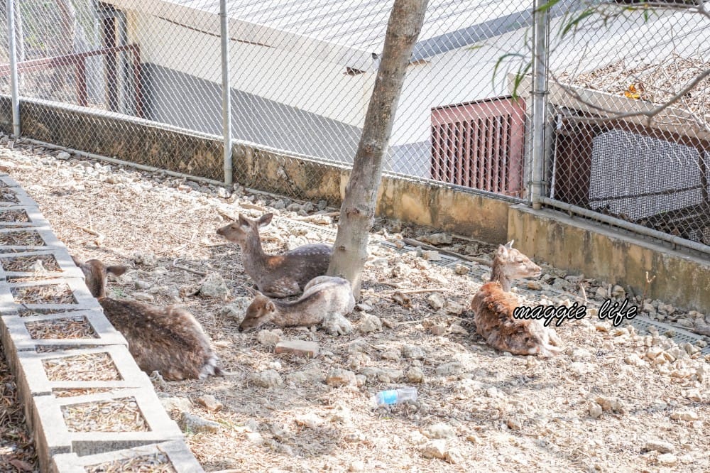 高雄壽山動物園，門票交通，開放時間，導覽地圖，必看動物，南部最大動物園