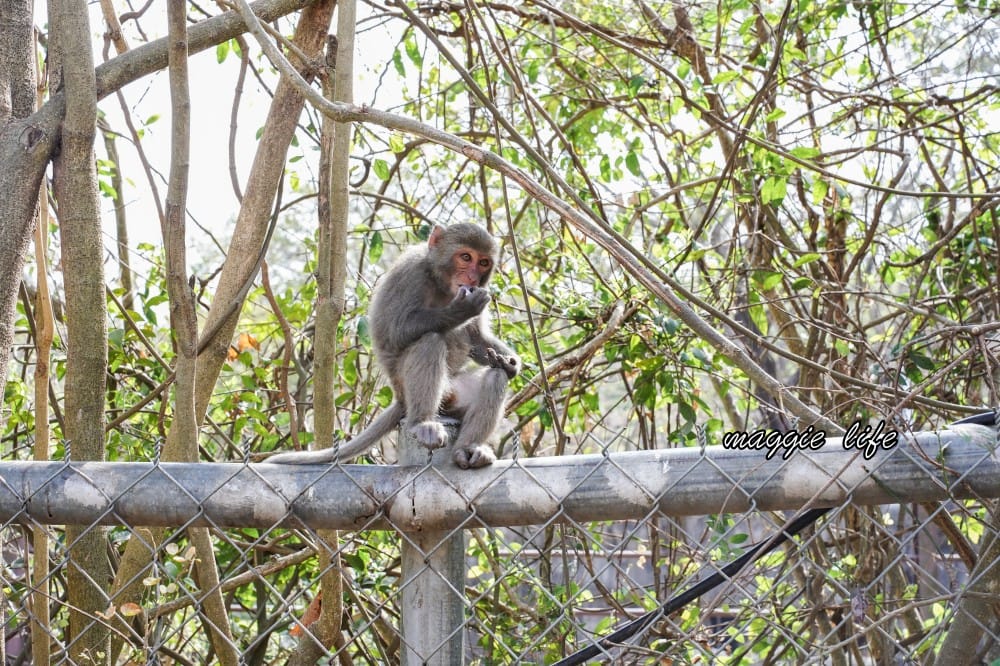 高雄壽山動物園，門票交通，開放時間，導覽地圖，必看動物，南部最大動物園
