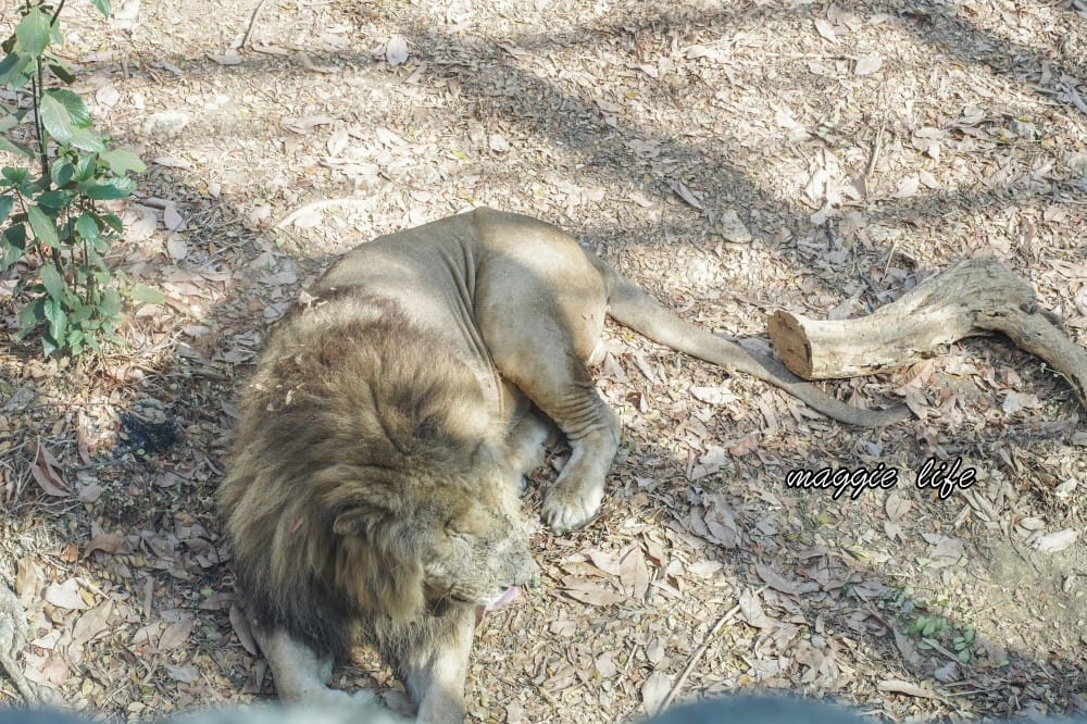 高雄壽山動物園，門票交通，開放時間，導覽地圖，必看動物，南部最大動物園