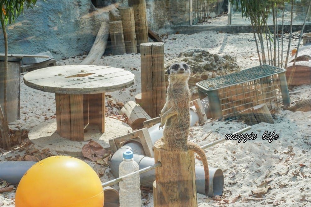 高雄壽山動物園，門票交通，開放時間，導覽地圖，必看動物，南部最大動物園