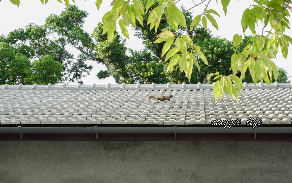 高雄台塑王氏昆仲公園,高雄免費景點,台塑起家厝搖身一變成為文創園區,假日有市集! - 第47張圖 高雄台塑王氏昆仲公園,高雄免費景點,台塑起家厝搖身一變成為文創園區,假日有市集!