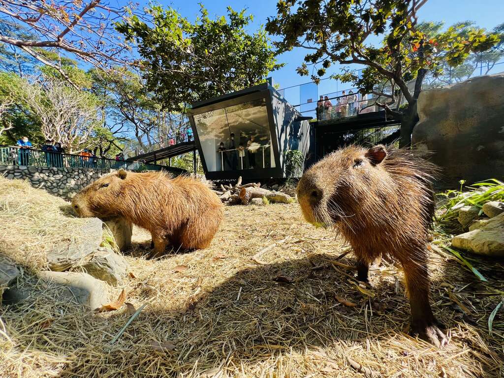 高雄壽山動物園，門票交通，開放時間，導覽地圖，必看動物，南部最大動物園
