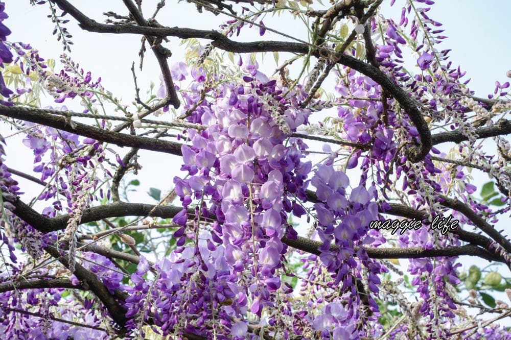 2025全台最大淡水紫藤花咖啡園花開了！紫色花海風暴限時兩週快去拍，交通門票花期時間通通告訴你