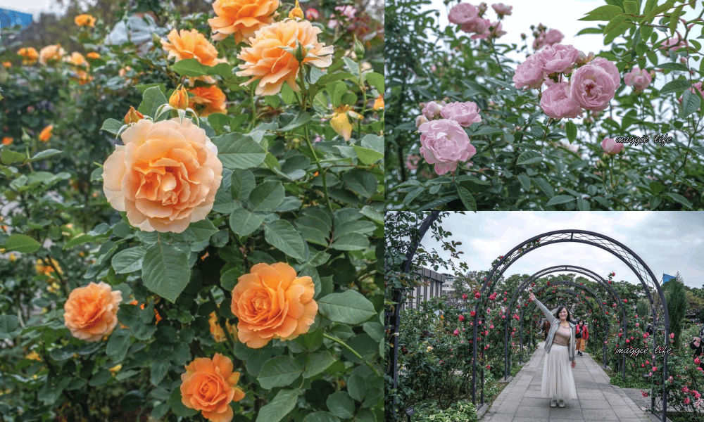 新生公園台北玫瑰園台北玫瑰展｜花開了，玫瑰花盛開免費入園，玫瑰展期間交通攻略，24小時都可賞花！