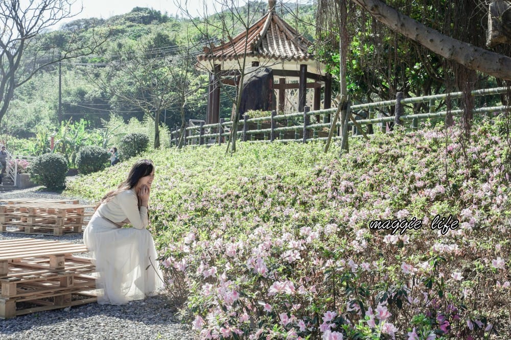 2023萬金杜鵑花展賞花攻略|免費拍,200 公尺杜鵑花見小路超美必拍,還有小溪秘境,花展交通資訊 - 第11張圖 2023萬金杜鵑花展賞花攻略|免費拍,200 公尺杜鵑花見小路超美必拍,還有小溪秘境,花展交通資訊