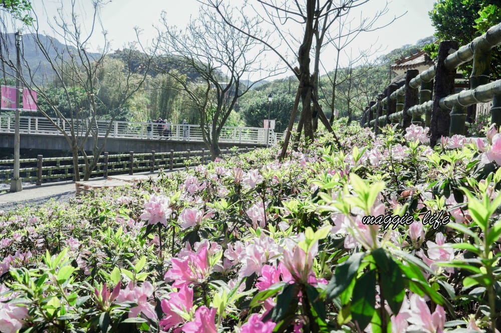 2023萬金杜鵑花展賞花攻略|免費拍,200 公尺杜鵑花見小路超美必拍,還有小溪秘境,花展交通資訊 - 第9張圖 2023萬金杜鵑花展賞花攻略|免費拍,200 公尺杜鵑花見小路超美必拍,還有小溪秘境,花展交通資訊